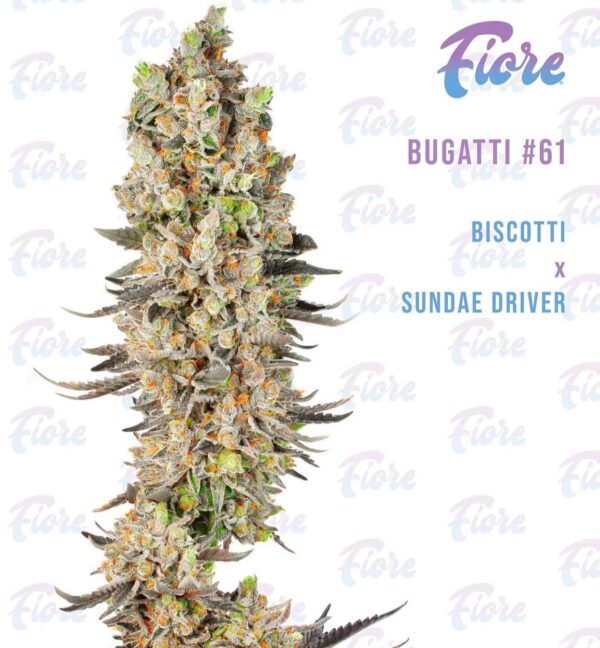 Buy Bugatti #61 Strain by Fiore Online