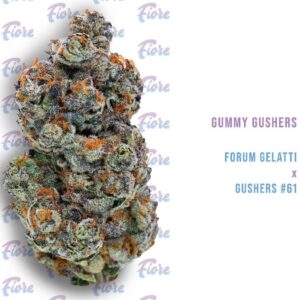 Buy Gummy Gushers Strain by Fiore Online